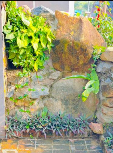 a stone wall with some plants on it at BIRD HOUSE villa in Hữu Biêt