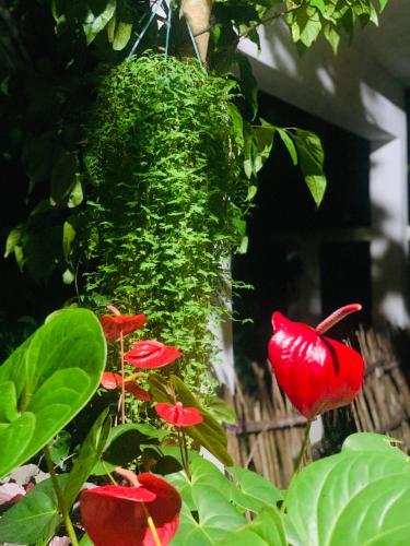 Zahrada ubytování Villa33
