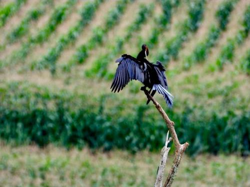 a bird perched on top of a tree branch at Rosetta Fields Country Lodge in Rosetta