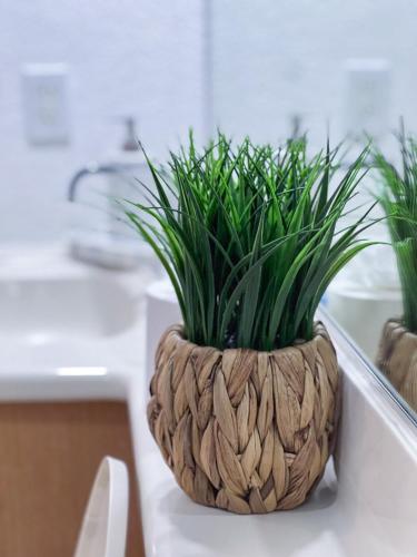 a plant in a wooden pot sitting on a counter at ESCAPADA AL MAR Departamento el Rosarito in Rosarito Beach