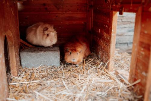 three hamsters laying in the hay in a barn at Kinderhotel Laderhof in Ladis