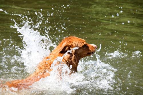 a brown dog swimming in the water at Camp Kyllburg in Kyllburg