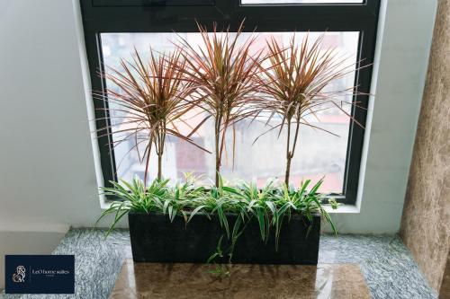 a group of plants in a window sill at High-ser Apartment -2BR - NiceView - Parking - Spacious - In center in Hanoi