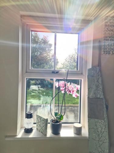 a window with a potted plant on a window sill at Silvi's Guest House B & B Borris Carlow in Lissalican