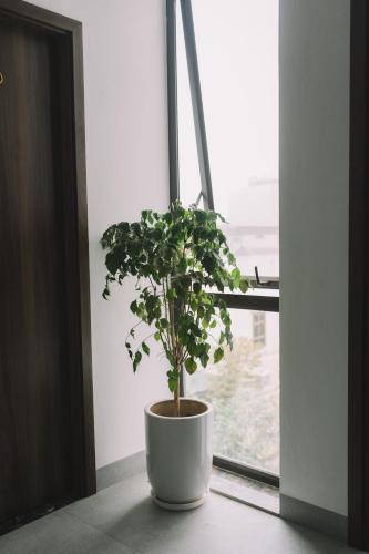 a potted plant sitting in front of a window at Tamcoc TK Hotel & Homestay in Ninh Binh