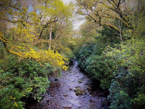 a dirt trail in a forest with trees and bushes at Murphys Thatched Cottage in Mitchelstown