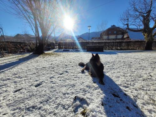 a dog laying in the snow with the sun behind it at Haus Seebrise in Faak am See