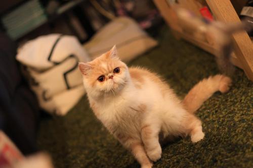 an orange and white cat sitting on the floor at Private room & private toilet in Clearview in Gepps Cross