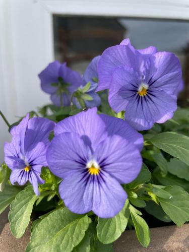 a bunch of purple flowers in a pot at Les Hortensias in Espoey