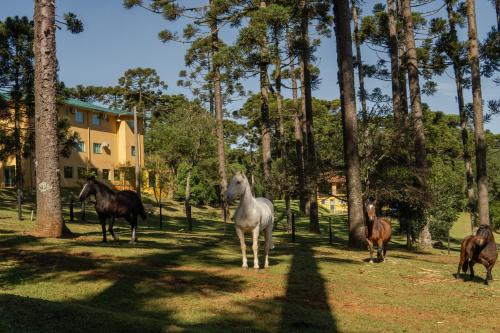 a group of horses standing in a field with trees at Lagoa Parque Hotel in Lagoa Vermelha