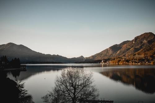 a tree in the middle of a lake with mountains at Seehotel Brandauer's Villen in Strobl