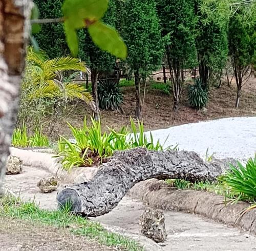 a tree branch laying on the ground in a garden at Retiro dos Cedros - Quarto Adega in Fogueira