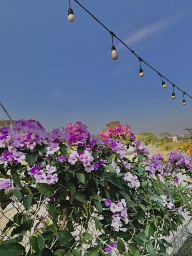 a bunch of purple flowers hanging from a string at Rosa Garden in Ninh Binh