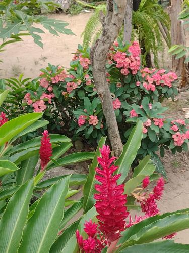 Un jardín fuera de Casa kumake tayrona