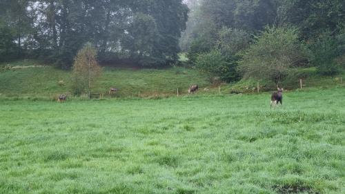 a group of animals grazing in a field of grass at Henrys utanför Ullared in Ullared