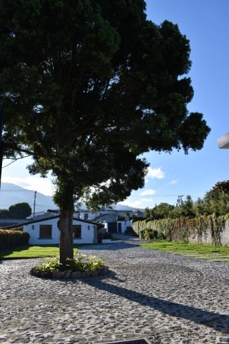 a tree in the middle of a gravel road at Villa Cristal in Antigua Guatemala