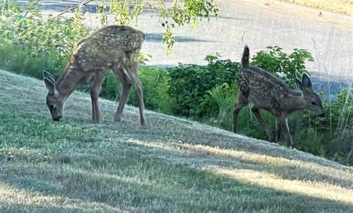two deer standing on a hill eating grass at PA Horizon Hillside in Port Angeles
