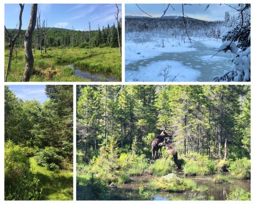 a collage of four pictures of a person riding a horse at Stunning Family Compound for Events and Large Groups in Bretton Woods in Bretton Woods