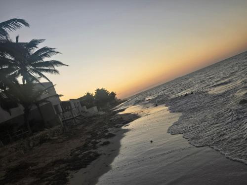 a beach with a palm tree and the ocean at Chicxulub Puerto Beach Penthouse in Chicxulub