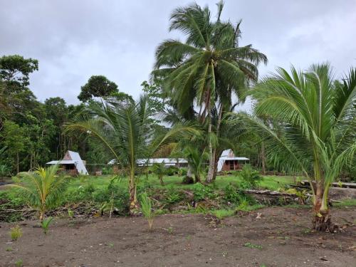 un grupo de palmeras en un campo en Origen Zelvamar, en Bahía Solano