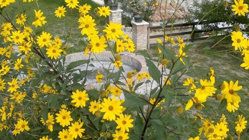 a bunch of yellow flowers in a garden at Agriturismo Terra e Sapori in Campodipietra