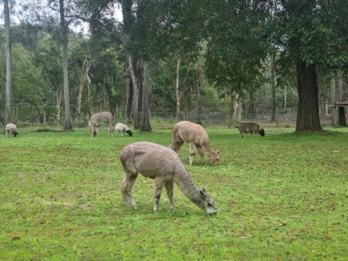 Binatang di penginapan di ladang atau berdekatan