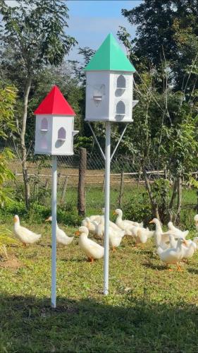 a group of ducks standing next to two bird feeders at The Lake Farm - Dak Lak in Buon Ma Thuot