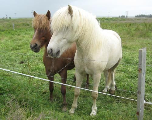 two horses standing next to a wire fence at Lambastadir Guesthouse in Selfoss