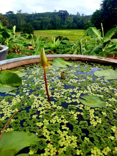Taman di luar Ranvil Rustic Cabin Homestay