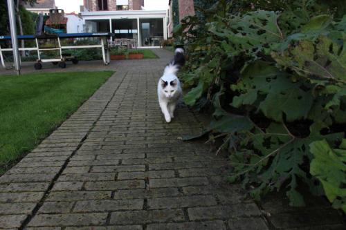 Animal ou animaux domestique(s) séjournant avec des clients dans l'établissement B&B Koetshuis