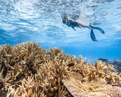 a person swimming over a coral reef at Park Hyatt Maldives Hadahaa in Gaafu Alifu Atoll