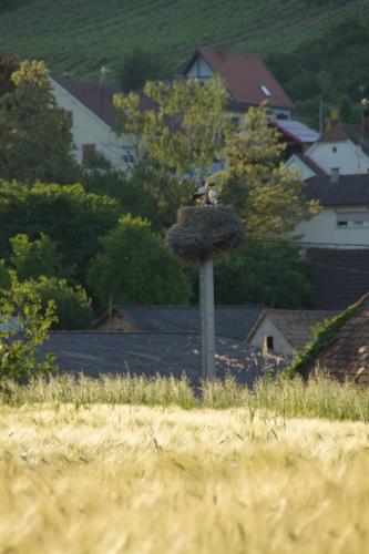 a bird nest on top of a pole in a field at L'Horizon du Vignoble in Wangen