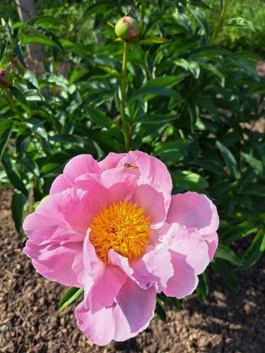 a pink flower with a bee on top of it at L'Horizon du Vignoble in Wangen