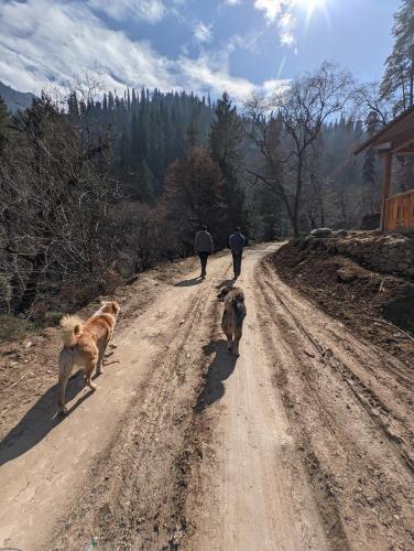 two people and two dogs walking down a dirt road at The Missinɠ Peace in Shangarh