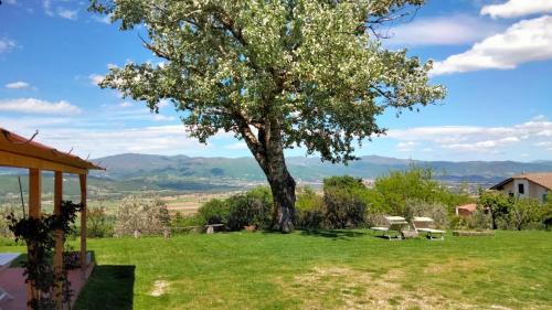 a tree in the middle of a field with a table and chairs at Vigna del Poggio in Anghiari