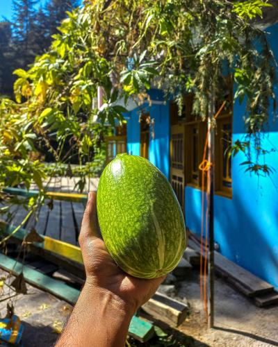 a hand holding a green melon in front of a tree at The Missinɠ Peace in Shangarh