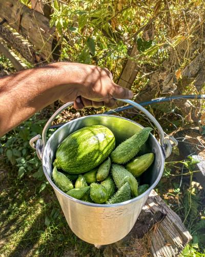 a person holding a bucket full of cucumbers at The Missinɠ Peace in Shangarh