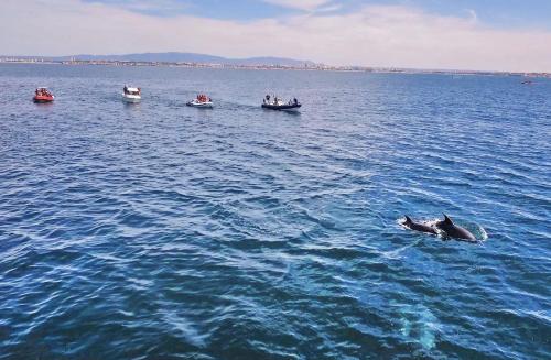 a dolphin swimming in the water next to boats at Villa Isa Joe by Algarve Vacation in Almancil