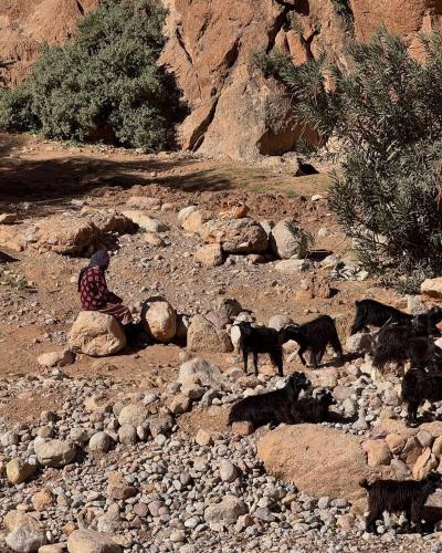 a person sitting on a rock with two dogs at Dades mountain camp in Aït Oudinar