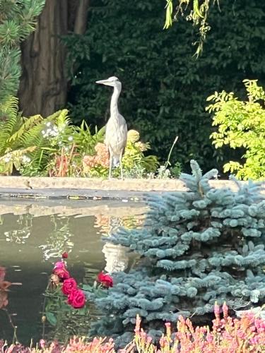 a bird standing next to a pond in a garden at The Stables East Lodge Country House in Great Rowsley