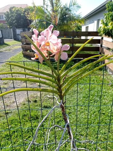 Un jardín fuera de Soleil levant