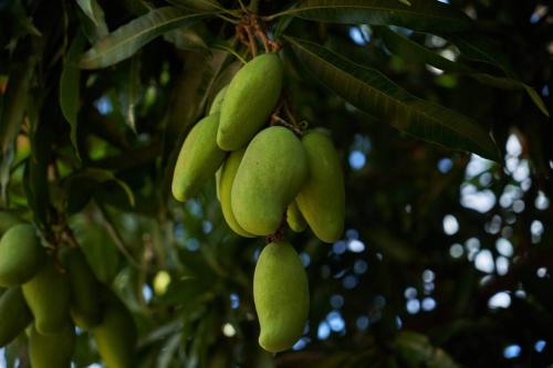 a bunch of green fruit hanging from a tree at Loukaz -entire Rental Units W Panoramic Rooftop in La Gaulette