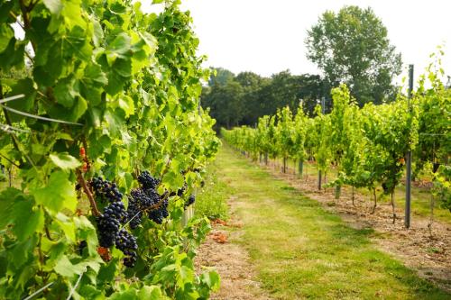 Κήπος έξω από το Mersea Island Vineyard