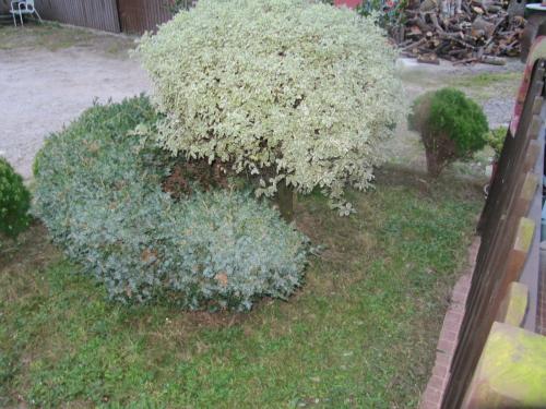 a bush with white flowers in a yard at Pensión Mariaje in Celorio