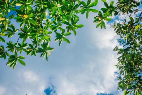 a view of the sky through the leaves of a tree at Trance rabara resort in Avissawella