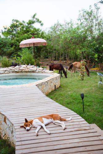 a dog laying on a deck next to a swimming pool at Le Lodge des papillons - Case Union in Rufisque