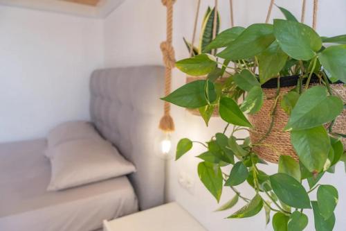 a potted plant in a living room with a couch at Κατοικία Uppolis με θέα τα νησιά in Ano Syros