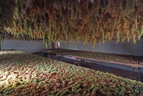 Κήπος έξω από το Agritourismus Vigne Di Pace
