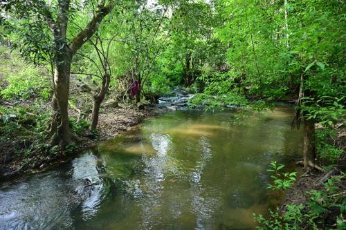 a stream in the middle of a forest at Lotus Exotica Homestay in Suntikoppa
