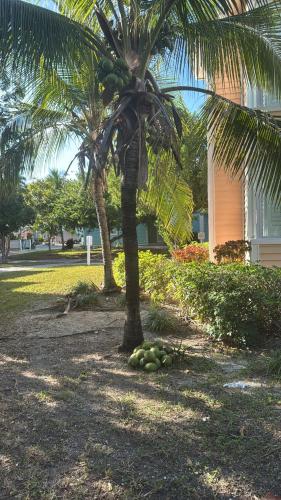 a palm tree with a bunch of green fruit on the ground at Nautical Bimini Bay Villa with Starlink in Bailey Town
